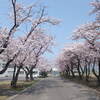 満開！青森の母校の桜