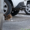 近隣住宅街のねこさん