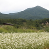 夏から秋への戸隠の花①