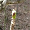 桜も早いが山菜も超早い！
