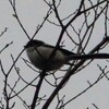 手賀沼公園のエナガ