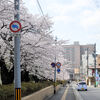 Sakura in Seiryo