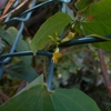 Rhynchosia acuminatifolia　トキリマメ