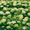 アナベルとコスモス【鼻高展望花の丘（高崎）６月５日】