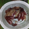 マルイカ（葉山）もうマルイカ釣りは良いかも…