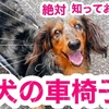 【犬の車椅子】買う前に絶対知っておきたい事 前編