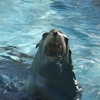 城山動物園　長野