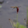 八島湿原の花(3)ワレモコウとトンボ