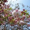 あさぎり町ー遠山桜