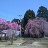 枝垂れ桜🌸7日目