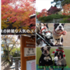 飛騨高山・白川郷・五箇山 紅葉　【東山遊歩道廻り】　🍂