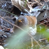 鳥撮日記　苦戦の末、かろうじてシロハラ＠平塚市総合公園