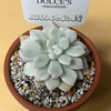 アイススノービューティー錦