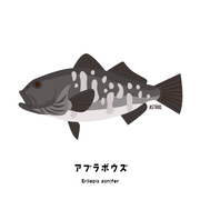 お魚図鑑 カテゴリーの記事一覧 Marine Life Log