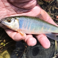 【成木川】新緑の清流に、豊満オイカワ跳ねる！
