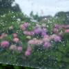 川上公園の紫陽花