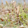 四季の草花 in Kuwahara