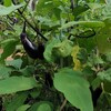 １平方メートル未満の庭でもできる夏野菜栽培