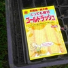 スイートコーンの種蒔き、ナスの植え付け