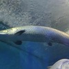 個人的にはこっちが好きやで！　須磨海浜水族園へ