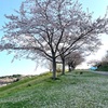 名残りの桜