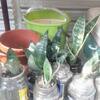 サンスベリア瓶栽培実験中