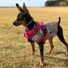 小型犬はセール品も豊富