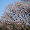 ゴルフwith山桜