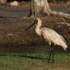 Royal Spoonbill　オーストラリアヘラサギ