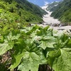 飯豊山　　　　　　　　　　　　　　　　　　2023年7月1日(土)~2日(日)