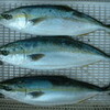 2011新春初釣り