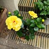 鉢植えのハイビスカス