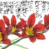 【西東京の植物絵手紙（46）…西東京市北原町でイキシアの花を見つけた！】