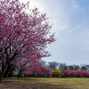 河津桜