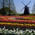 久しぶりの あけぼの山農業公園！チューリップ満開 (*^-^*)！