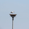 鳥撮り＠はじめての渡良瀬遊水地でリハビリウォーク！【後編】コウノトリに会ったよ！