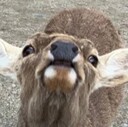 かくかくしかじか・・・