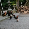 奈良旅　二日目　山の辺の道を行く　石上神宮～大神神社