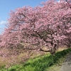 超穴場！河津桜の隠れ名所「みなみの桜」の見頃、混雑状況、アクセス【静岡・南伊豆町】