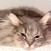 お盆休み最終日、猫ちゃんに起こされた朝。