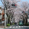 大泉学園通りの桜並木（東京都練馬区）