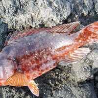 和名の由来は不格好だから ブダイさん Marine Life Log