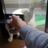 <span itemprop="headline">遂におばちゃん猫の塒（ねぐら寝座）を発見か！</span>