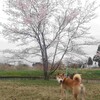 桜吹雪と新たな取り組み
