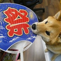 祭りだ　わっしょい！　柴犬・空海くんも　参加する？　　～～　今日は終戦の日　黙とう　～～