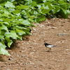 野鳥観察 #1