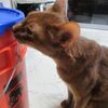 起きた時の二匹を比較