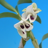 Dendrobium Yukidaruma( &#039;Pierrot&#039; x &#039; Shuran&#039;)