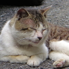 ６月１４日中野でぶらぶら猫さま歩き