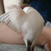 文鳥の怪我と風切羽